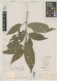 Piper pseudofuligineum image