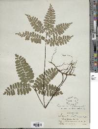 Adiantum latifolium image