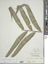 Saccoloma elegans image