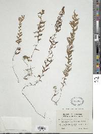 Hymenophyllum plumosum image
