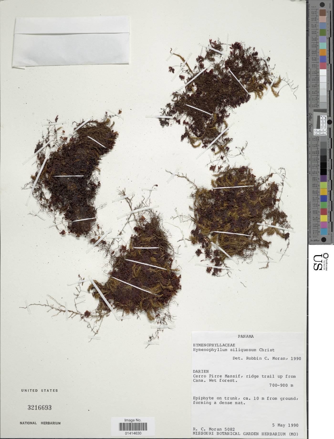 Hymenophyllum siliquosum image
