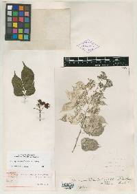 Image of Cassia falcinella