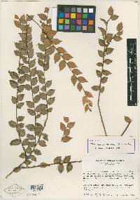 Themistoclesia costaricensis image