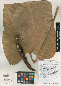Philodendron davidsonii image