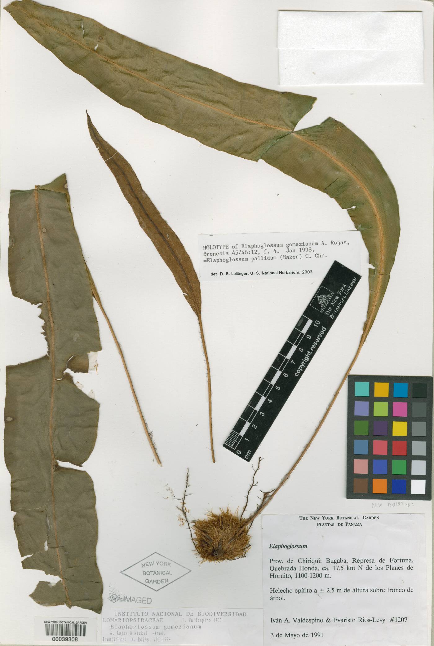 Elaphoglossum gomezianum image