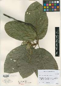 Image of Phragmotheca mammosa