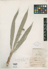 Rhynchospora argentea image