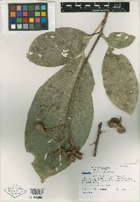 Conchocarpus guyanensis image