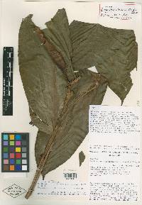 Image of Philodendron alliodorum