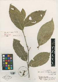 Image of Gloeospermum diversipetalum
