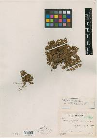 Hypericum gnidioides image