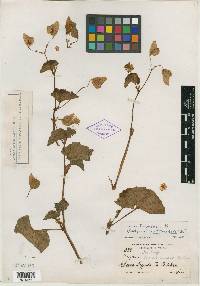 Image of Begonia cilibracteola