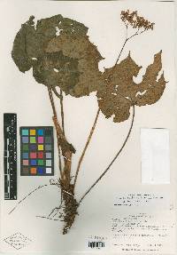 Image of Begonia croatii