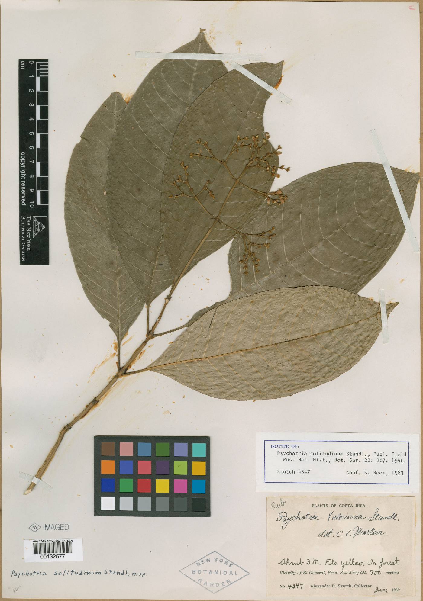 Psychotria solitudinum image