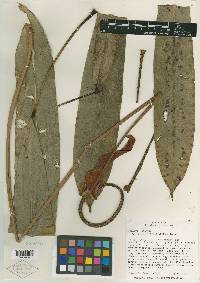 Image of Anthurium brenesii