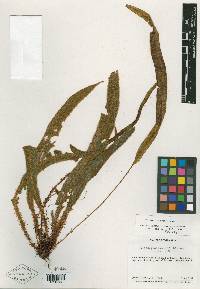 Elaphoglossum micropogon image