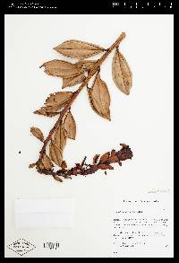 Cavendishia arizonensis image
