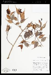 Cavendishia chiriquiensis image