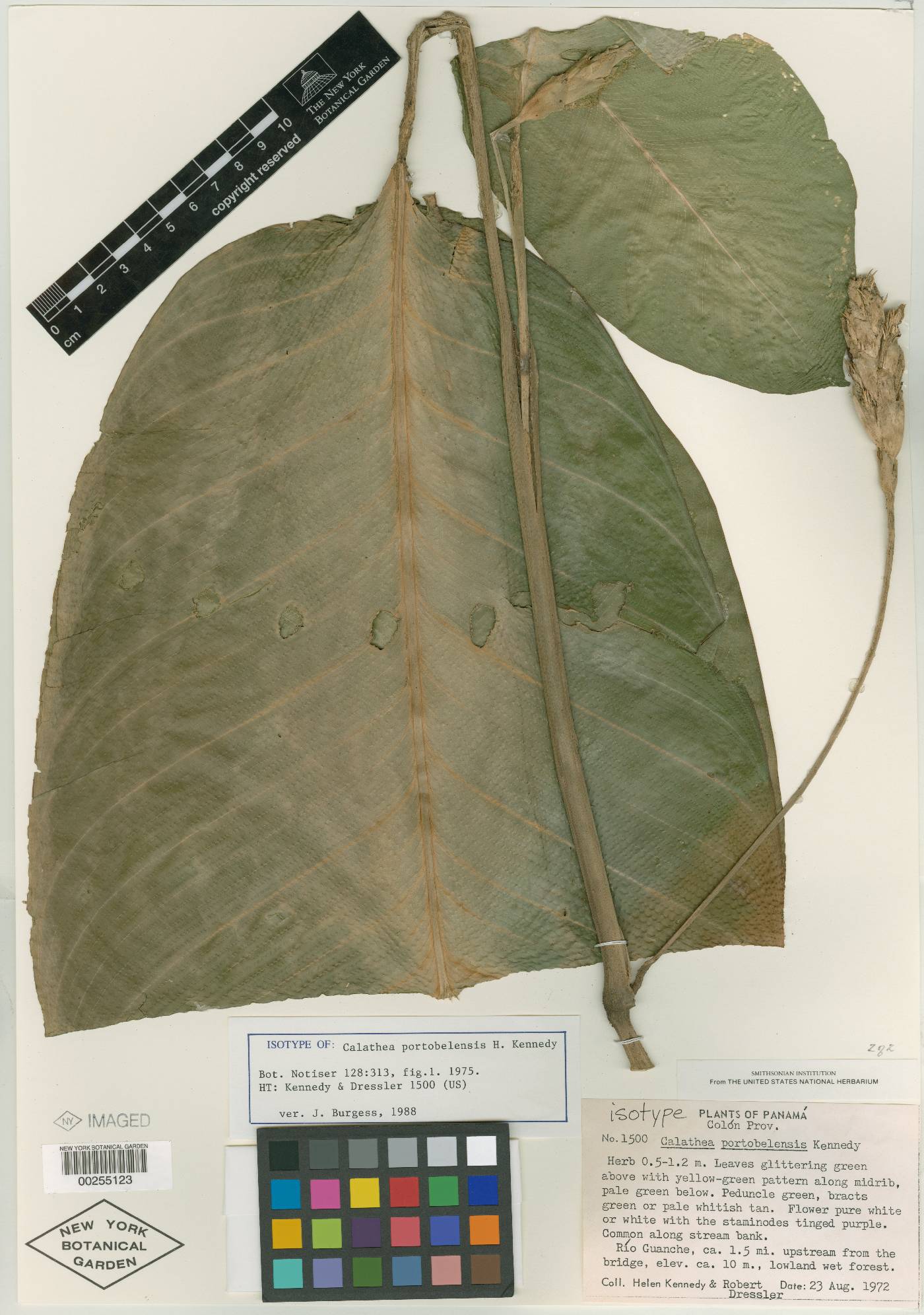 Calathea portobelensis image