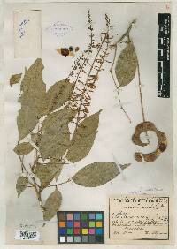 Image of Abarema racemiflora