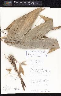 Image of Bactris charnleyae