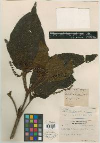 Tournefortia ramonensis image