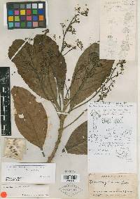 Nectandra cissiflora image