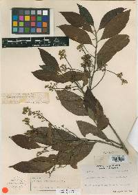 Nectandra ramonensis image