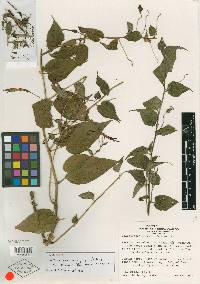 Centropogon luteynii image