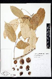 Eschweilera hondurensis image