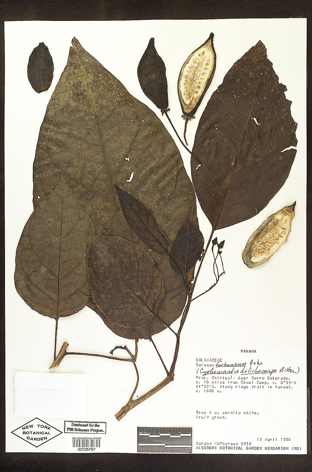 Solanum fortunense image
