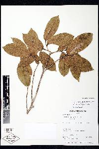 Eschweilera amplexifolia image
