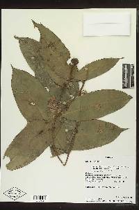 Eschweilera integrifolia image