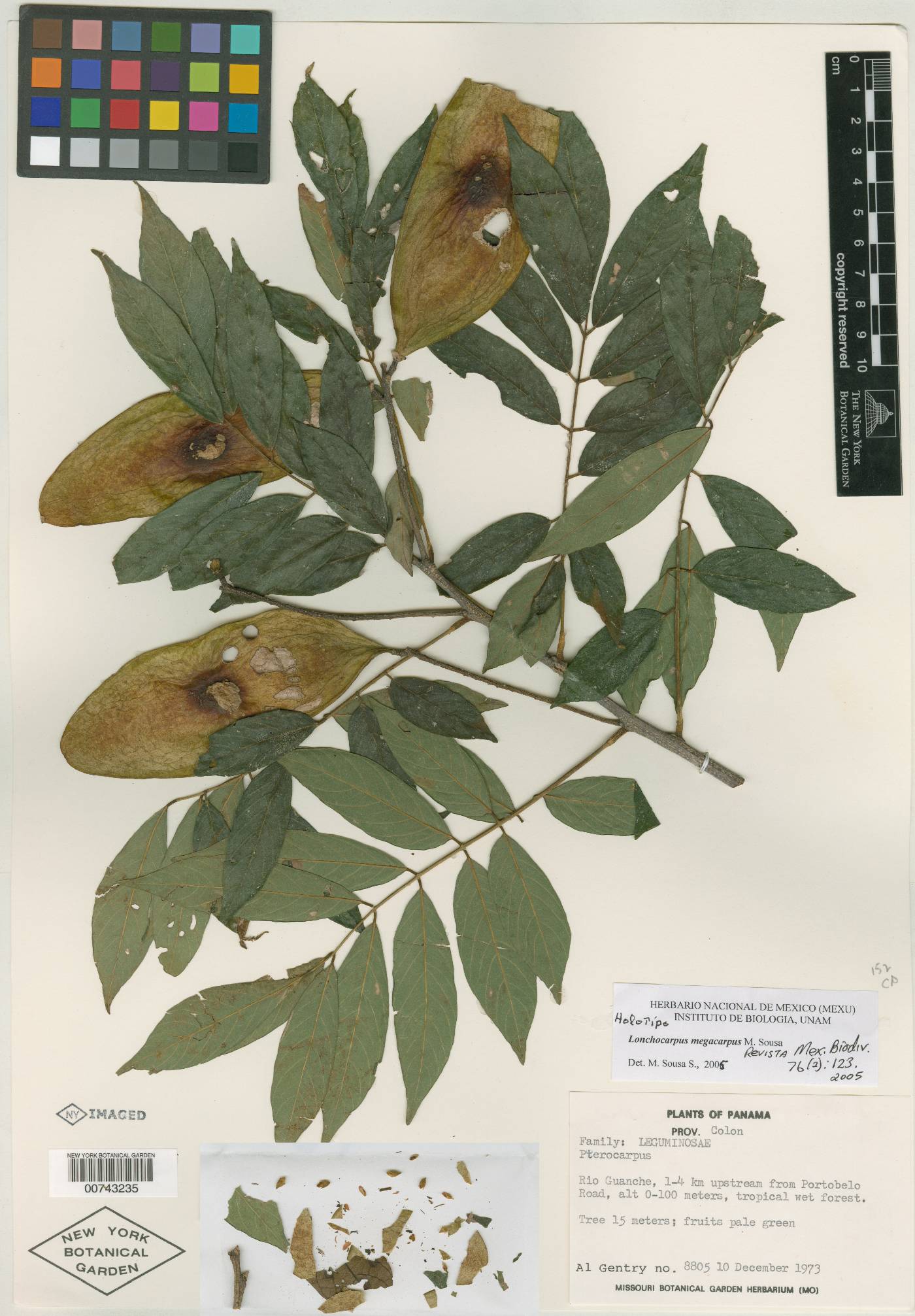 Lonchocarpus megacarpus image