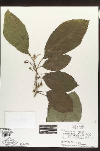 Solanum fosbergianum image