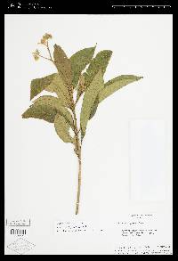 Solanum asperum image