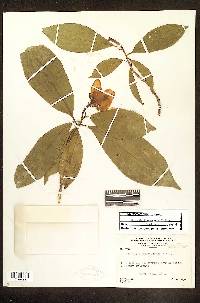 Gustavia brachycarpa image