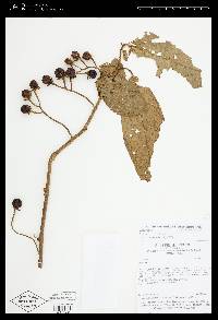Solanum aturense image