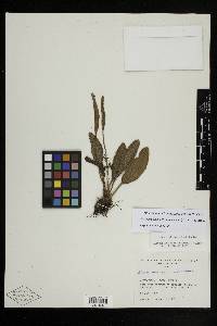 Elaphoglossum bellermannianum image