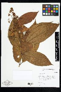 Miconia affinis image