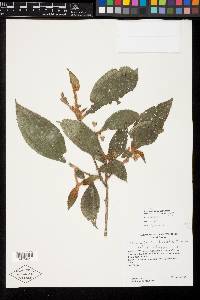 Clidemia trichosantha image