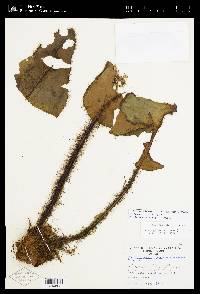 Elaphoglossum crinitum image