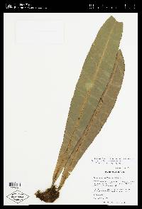Elaphoglossum backhouseanum image