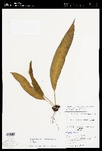 Elaphoglossum angustioblongum image