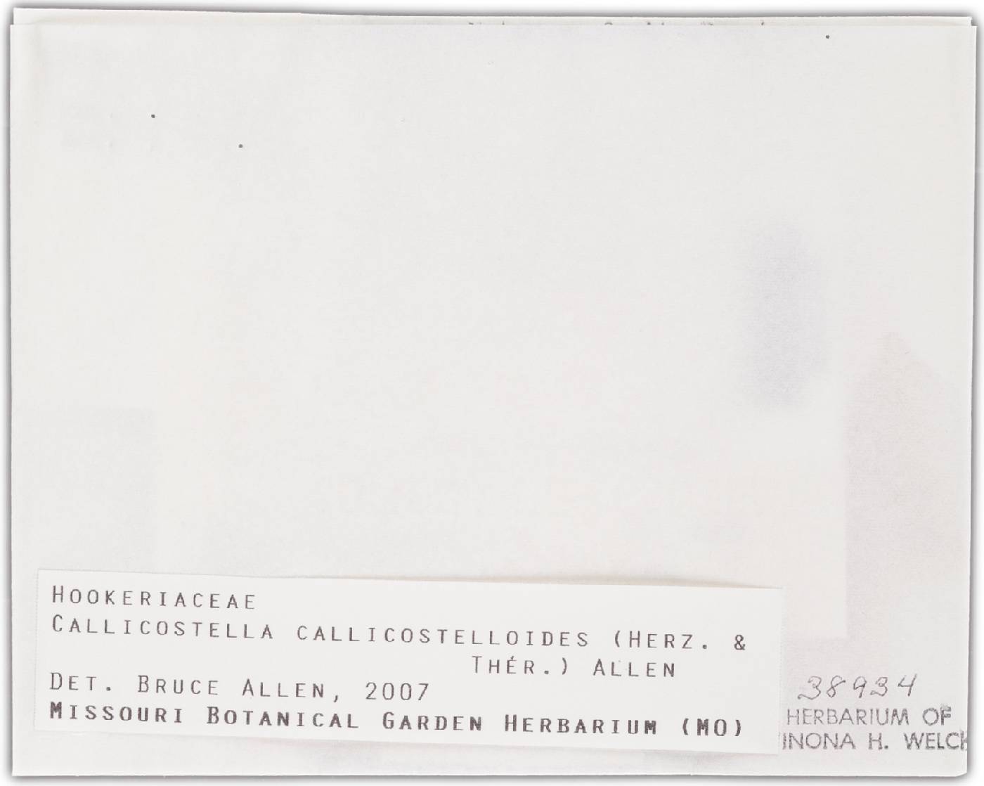 Callicostella callicostelloides image