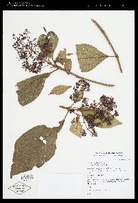 Miconia ligulata image