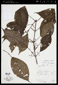 Miconia purpureoviolacea image