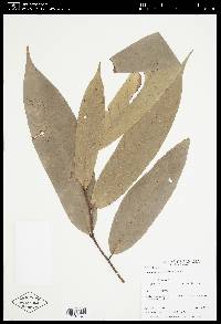 Eschweilera amplexifolia image
