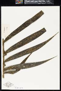 Synechanthus warscewiczianus image