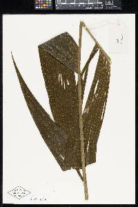 Synechanthus warscewiczianus image